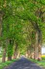 Poland, Zlocieniec (Falkenburg in German). Road in Pomerania. Art Print